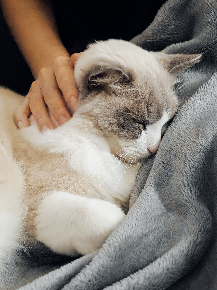 shiroan_chan's tweet photo. 最初は警戒して近付いてもくれなかった子猫が、初めて飼い主の上で寝てくれた日の写真。なんでもない写真だけど、私にとっては忘れられない特別な一枚。むーむー、我が家に来てくれて本当にありがとう✨ https://t.co/DV4mifxda6