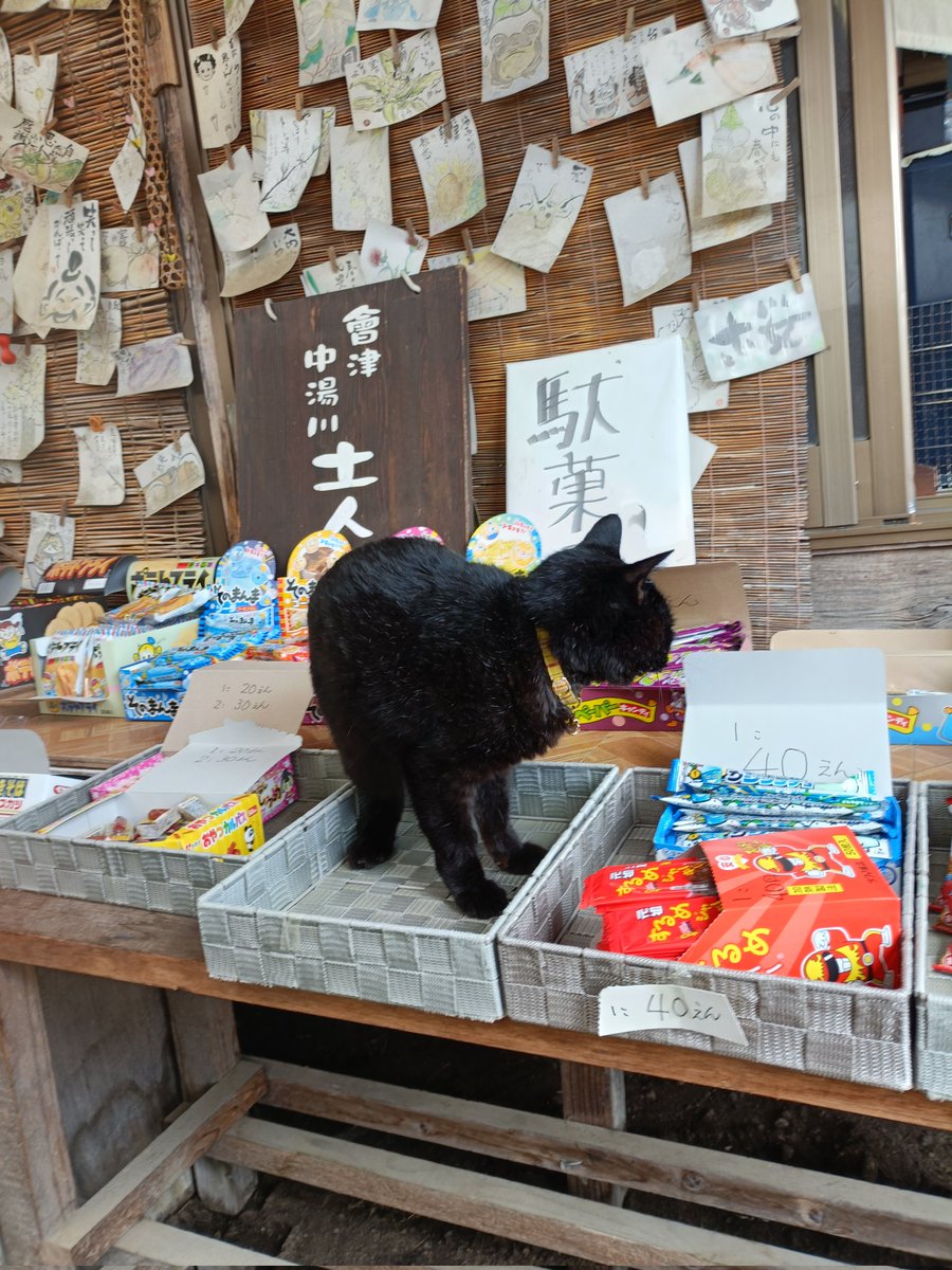 大内宿に行って参りました。涼しくて空気も新鮮で心も身体もデトックスできました✨岩合さんのネコ歩きにも登場したキュウ店長にも会えました🐈‍⬛