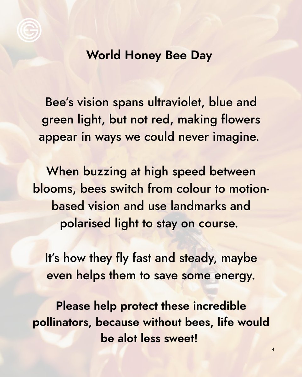 In honor of World Honey Bee Day this Saturday, check out this cool fact: 
Honeybees see ultraviolet, blue &amp; green light!