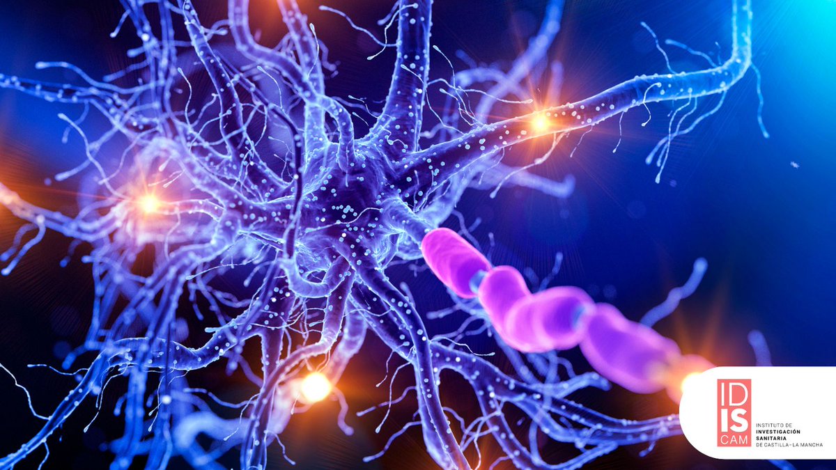 ¡Exploramos nuevas terapias para lesiones neurológicas!  

En #IDISCAM, el equipo de Antonio Oliviero investiga terapias innovadoras, incluyendo estimulación cerebral no invasiva, para mejorar la recuperación en lesión medular y enfermedades neurológicas 

idiscam.es/investigacion/…