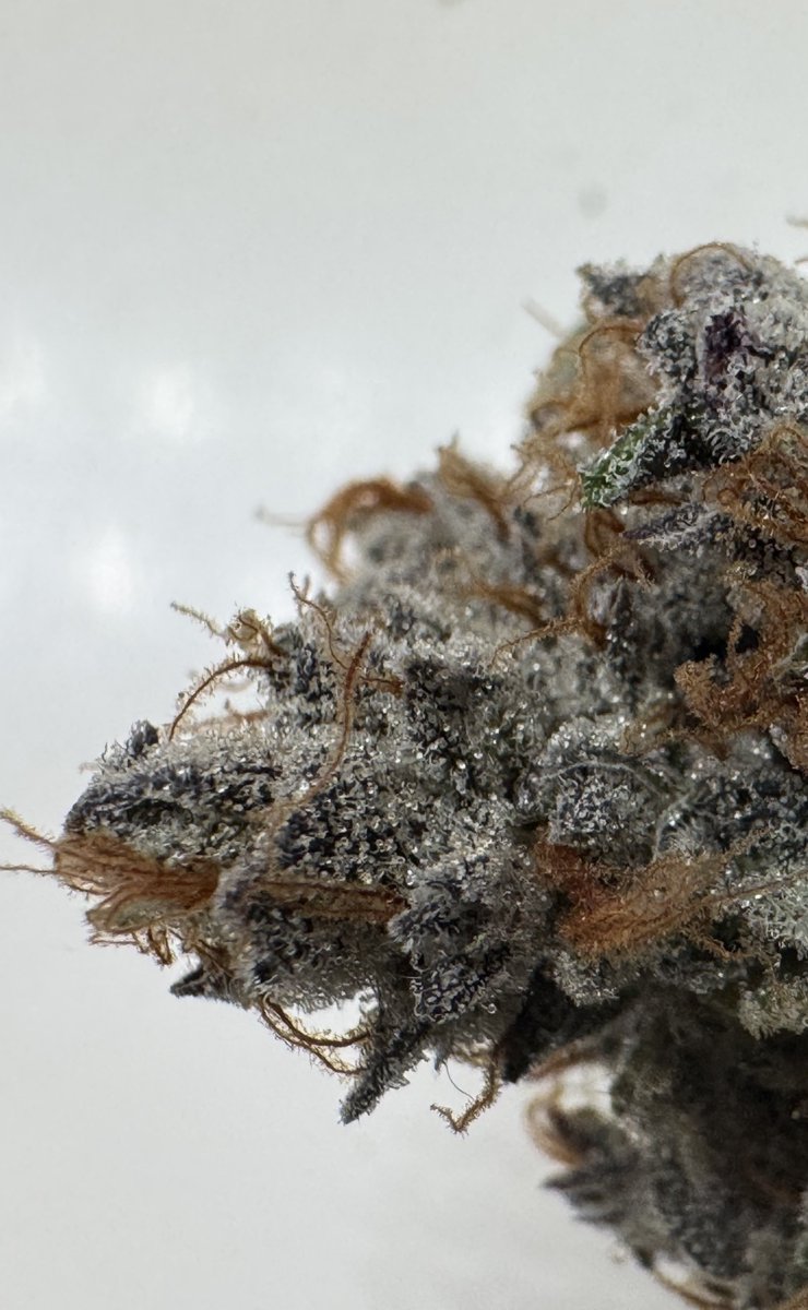 RedEyesFarm's tweet photo. 91 Type #4 โข Paper Route @twodogseeds #Chem91 #Ogkb #ForumGsc #GasNDough ๐จ https://t.co/pO3axO8Hii