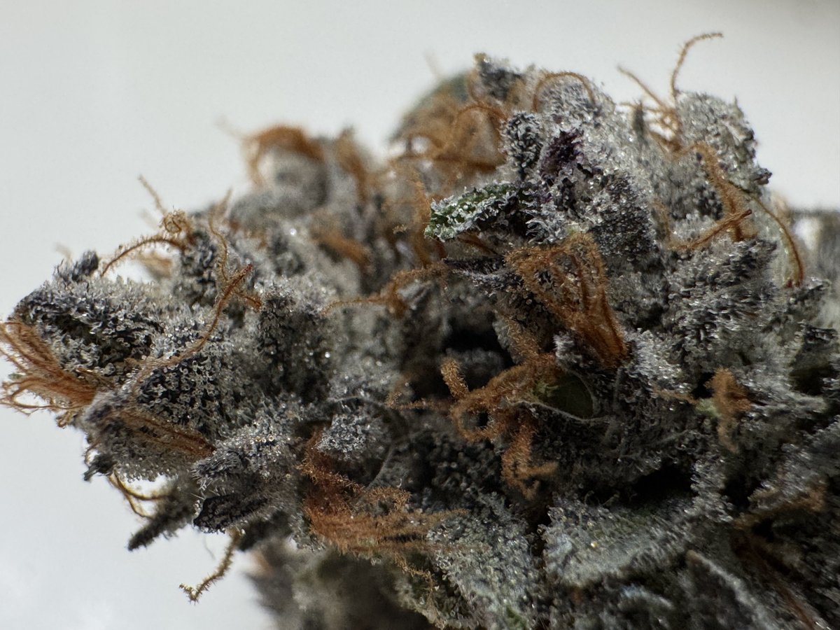 RedEyesFarm's tweet photo. 91 Type #4 โข Paper Route @twodogseeds #Chem91 #Ogkb #ForumGsc #GasNDough ๐จ https://t.co/pO3axO8Hii