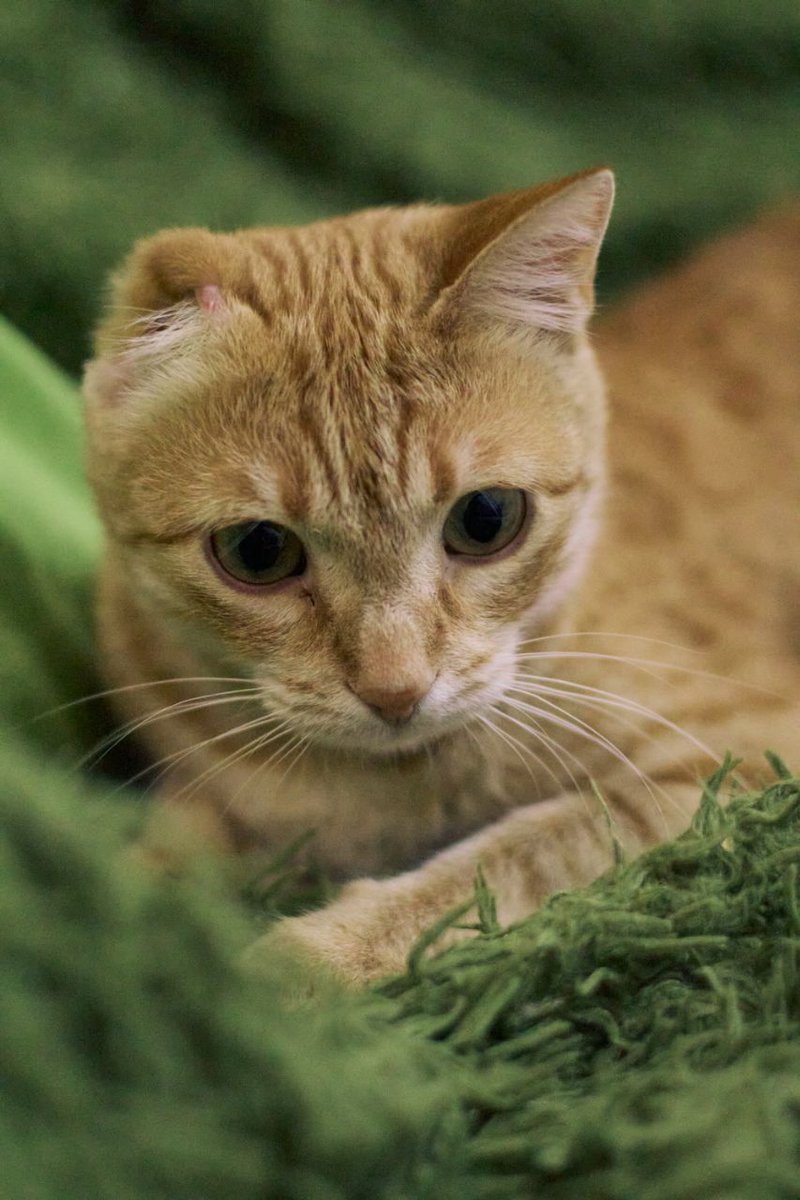 benzodiazepony's tweet image. ИЩЕМ ДОМ Батуми, Тбилиси, Кобулети

Эту милую рыжулю зовут Джой 🐈 Возраст примерно год. На ее долю выпало много испытаний, вследствие которых малышка потеряла ушко и пальчик на лапке, но лечение киса переносила стойко, терпеливо и послушно 💪 Сейчас здорова.