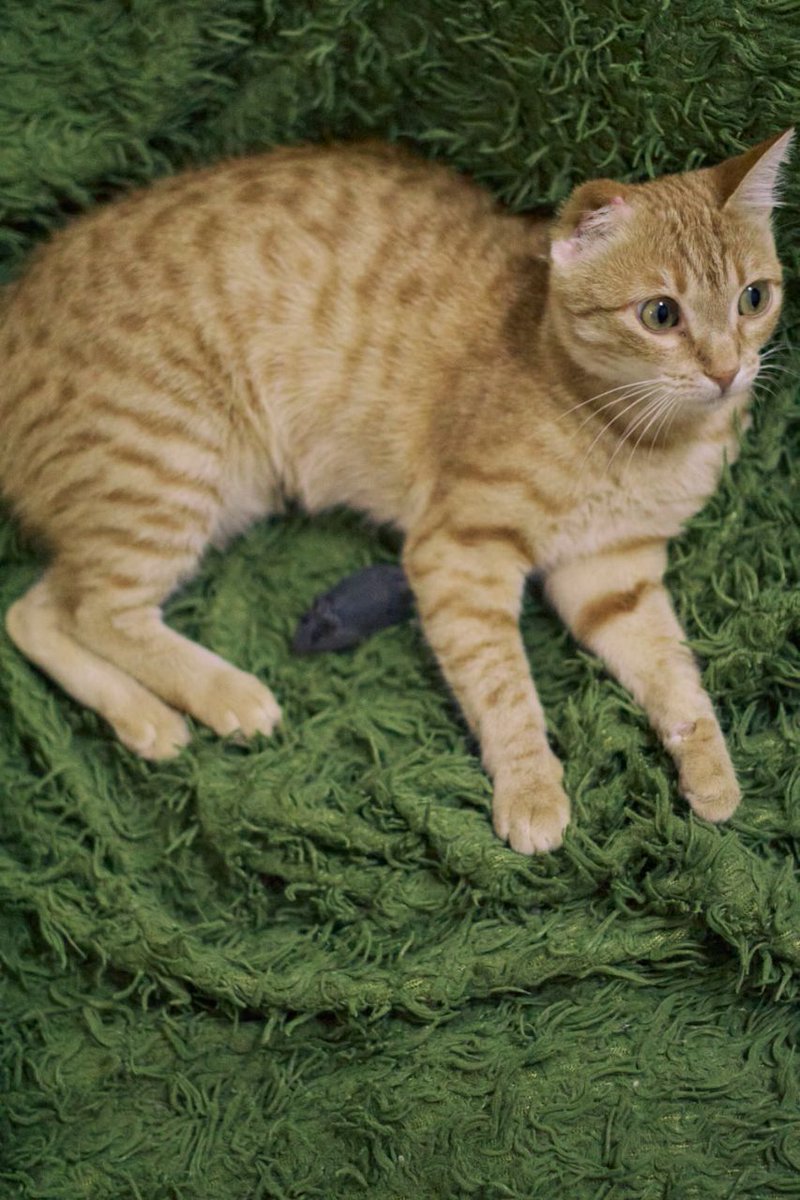 benzodiazepony's tweet image. ИЩЕМ ДОМ Батуми, Тбилиси, Кобулети

Эту милую рыжулю зовут Джой 🐈 Возраст примерно год. На ее долю выпало много испытаний, вследствие которых малышка потеряла ушко и пальчик на лапке, но лечение киса переносила стойко, терпеливо и послушно 💪 Сейчас здорова.