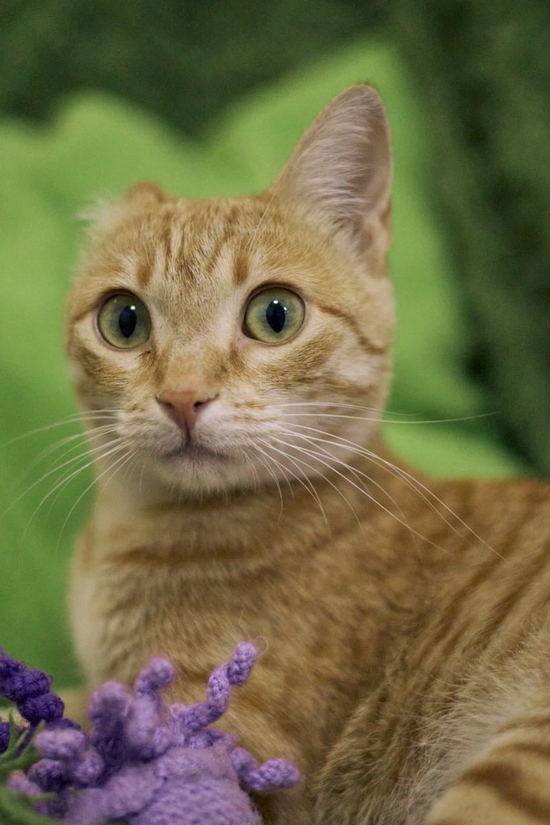 benzodiazepony's tweet image. ИЩЕМ ДОМ Батуми, Тбилиси, Кобулети

Эту милую рыжулю зовут Джой 🐈 Возраст примерно год. На ее долю выпало много испытаний, вследствие которых малышка потеряла ушко и пальчик на лапке, но лечение киса переносила стойко, терпеливо и послушно 💪 Сейчас здорова.