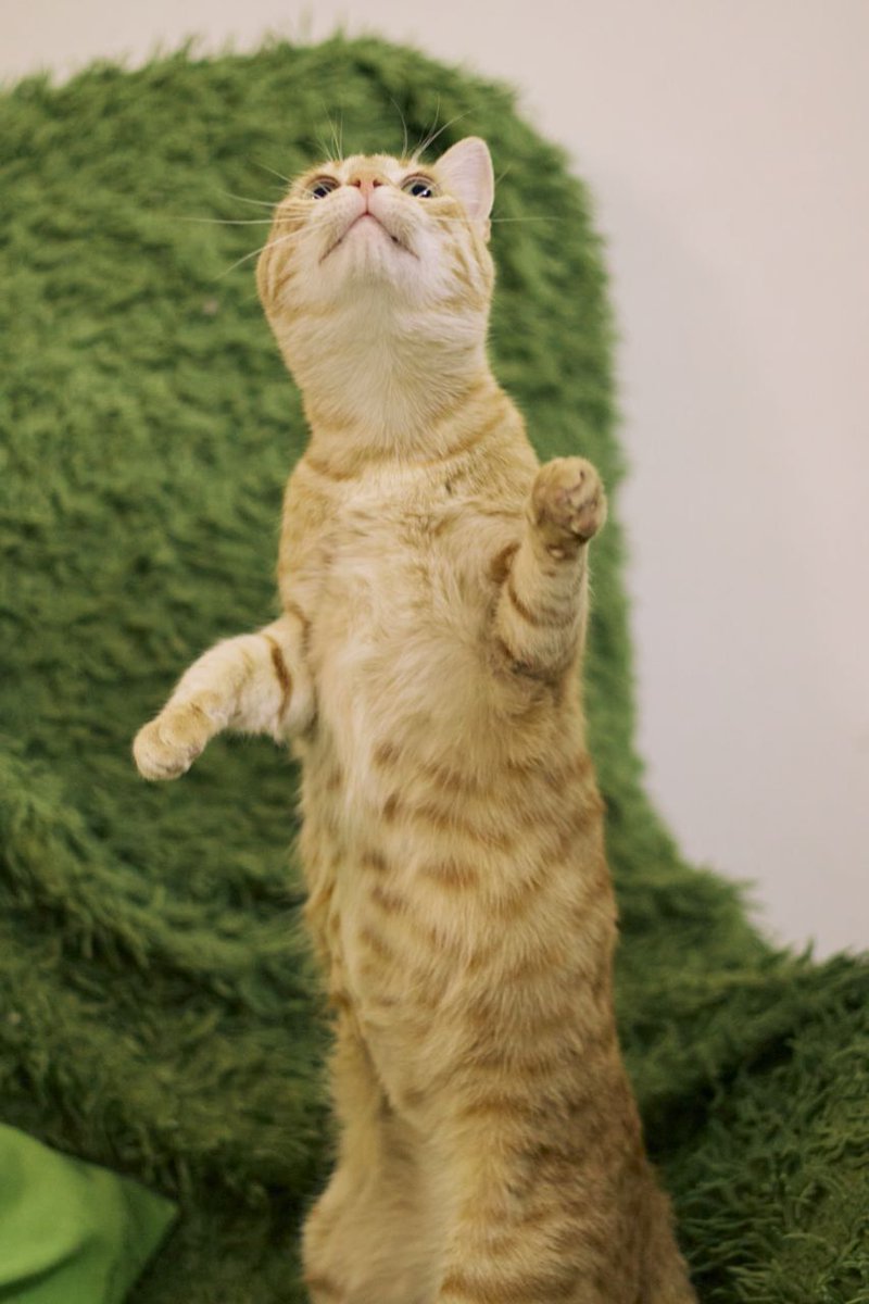 benzodiazepony's tweet image. ИЩЕМ ДОМ Батуми, Тбилиси, Кобулети

Эту милую рыжулю зовут Джой 🐈 Возраст примерно год. На ее долю выпало много испытаний, вследствие которых малышка потеряла ушко и пальчик на лапке, но лечение киса переносила стойко, терпеливо и послушно 💪 Сейчас здорова.