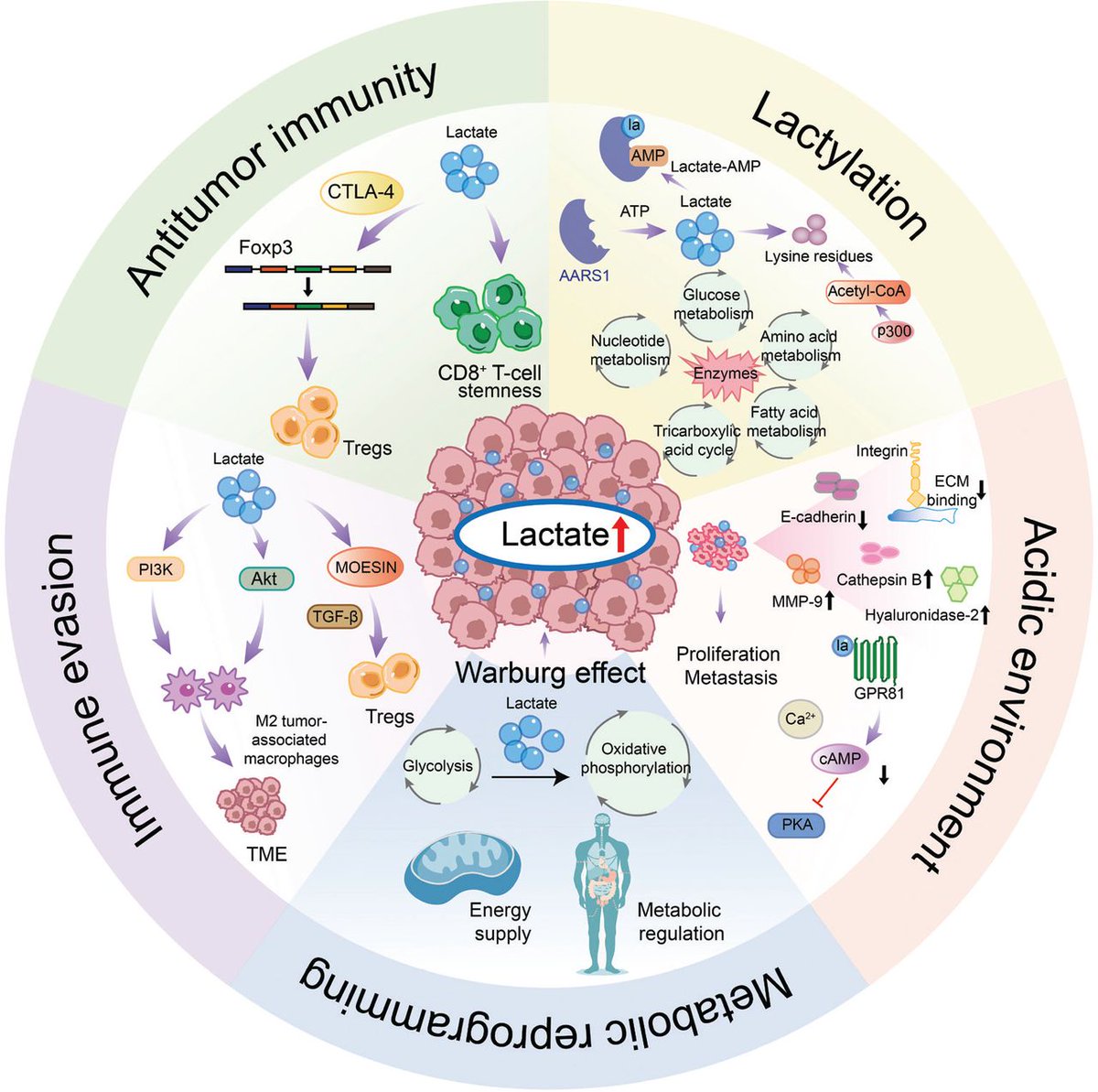 A new review published in Cancer Biology &amp; Medicine reveals how lactate and its derivative lactylation process drive breast cancer progression, opening new therapeutic possibilities.
#Lactate #Lactylation  #Breast cancer
Details: doi.org/10.20892/j.iss…