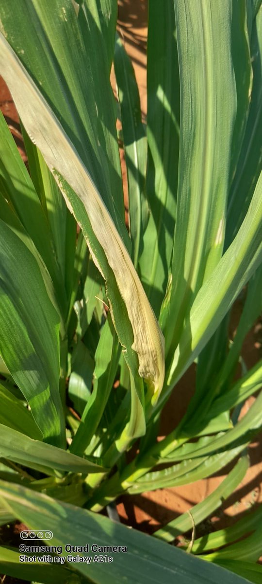 JuncaoGrass's tweet photo. Juncao grass is growing everywhere in Kenya, including in dry Arid and Semi Arid Areas(ASAL) of #Wajir County, as seen here on this eighth of an acre, which is two months old in Wajir town.
Babu Owino Angola
#Juncao #Juncaograss #foddersecurity #fodderfarming #livestockfarming https://t.co/PdLnw0AOI3