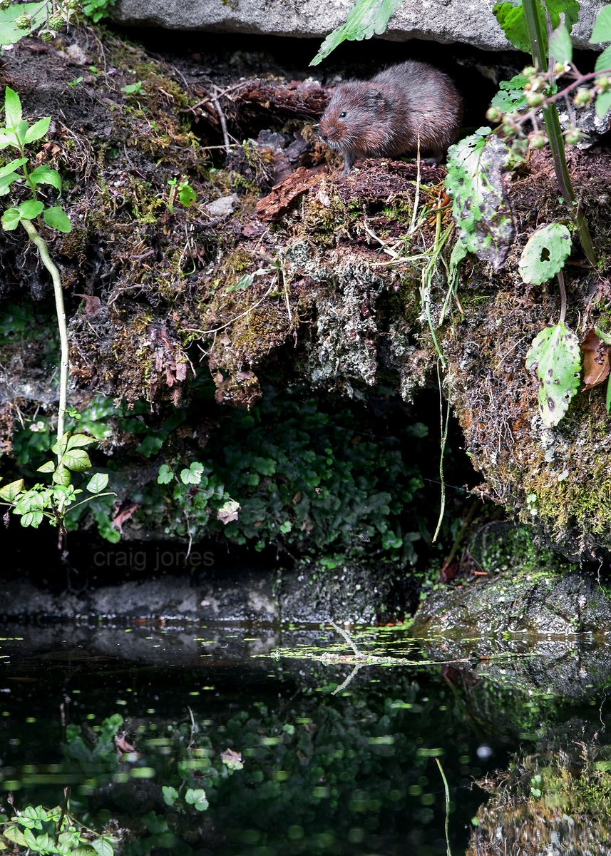 Craig Jones tweet media