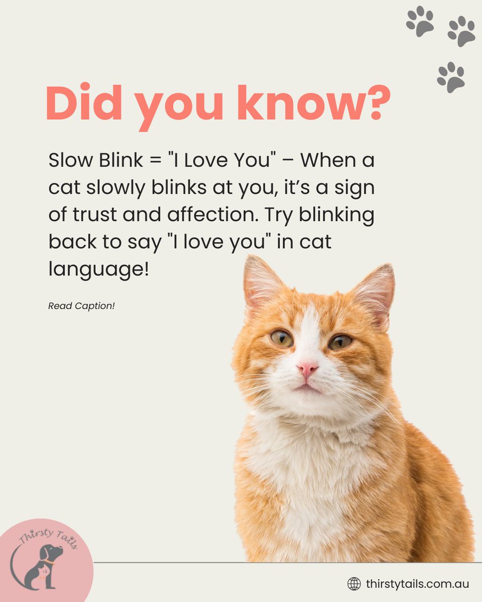 thirstytails's tweet photo. Did you know your cat has their own way of saying “I love you”? 😻
When your feline friend gives you a slow blink, it’s not just cute—it’s a sign of deep trust and affection. 
.
Visit - https://t.co/vV8RI3K4C9

#Australia #Pets #Dogs https://t.co/ZQaPM58RWI