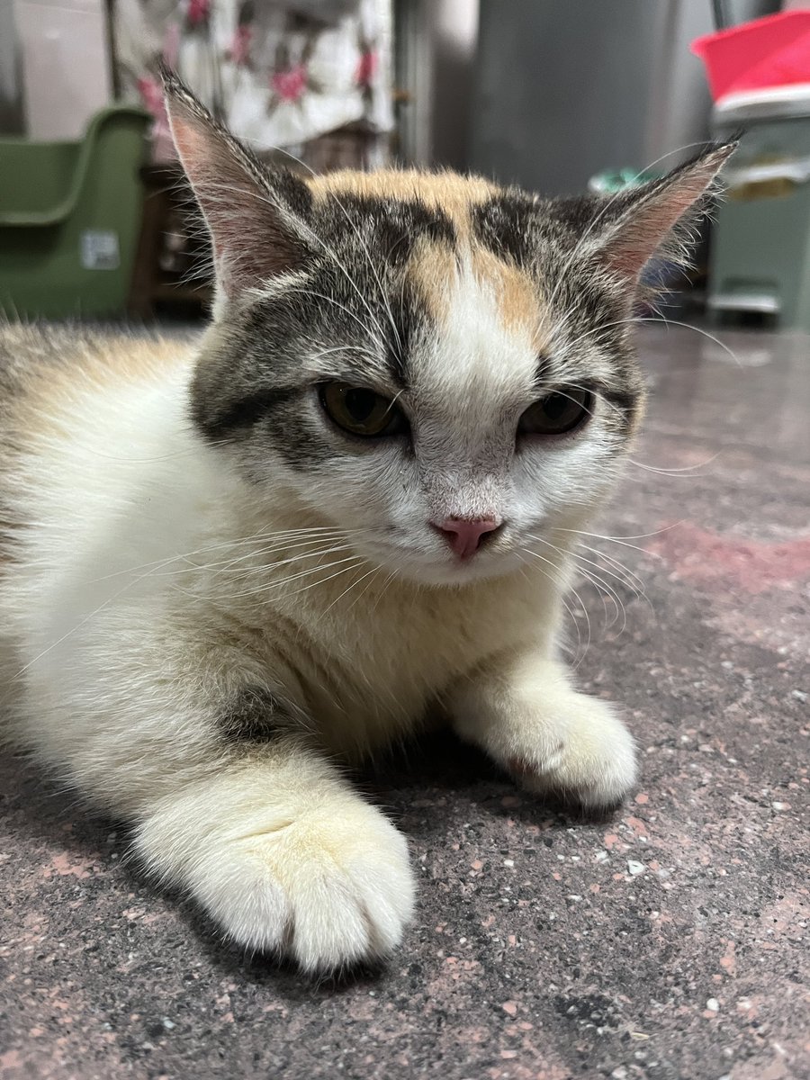 Tako_TK VtuberTH (@tako_tk2126) on Twitter photo 