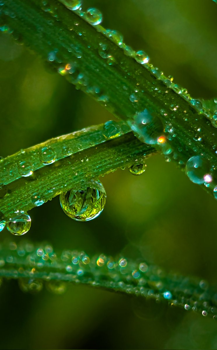 Happy Friday 😊💚
#macro #nature 
#photography