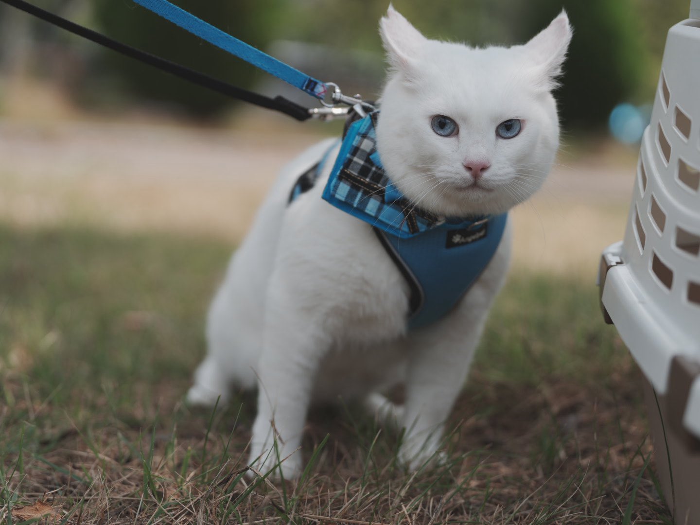 しろねこページ Amazon.co.jp: 昭和レトロ 白猫 シロネコ しろねこ ネコ ブルー