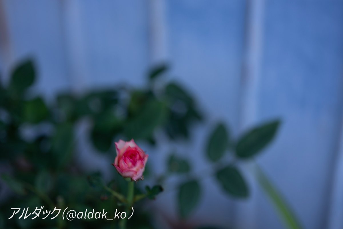 aldak_ko's tweet photo. 今日はこの辺で失礼します。
試行錯誤のマクロ撮影での薔薇を添えて。
それでは、本日もお疲れ様でした。
#マクロ撮影
#eosr6ii
#EOSR6M2 https://t.co/FnefFVfCFd