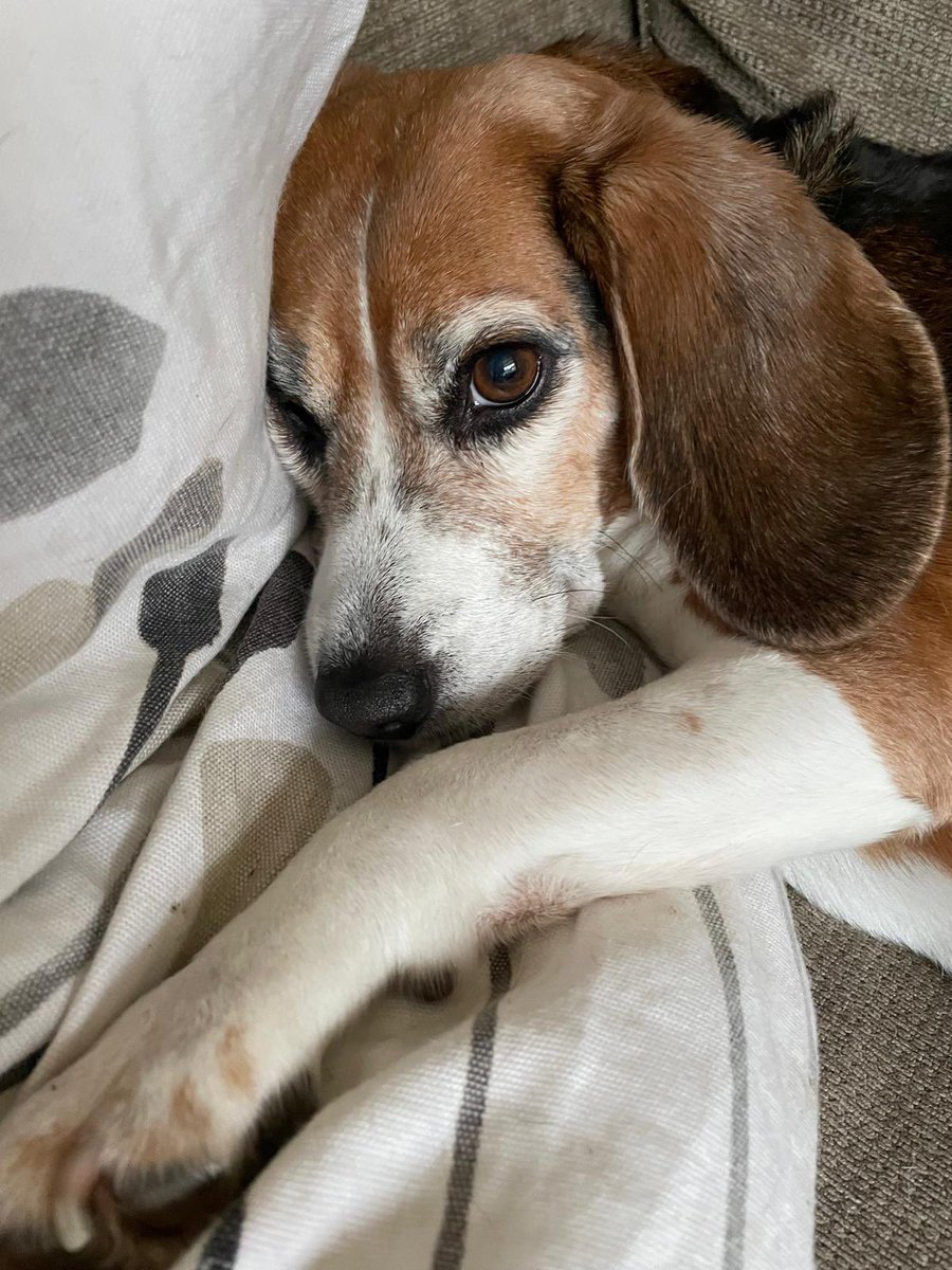 Betsy, Beagle Ambassador for FLOE (@betsyambassador) on Twitter photo “Well, today is already hot, and it’s only the morning!” woofs rescued laboratory dog <a href="/BetsyAmbassador/">Betsy, Beagle Ambassador for FLOE</a>. “I’m keeping cool by resting up indoors, and I’ll be taking my humans out for their walk in the evening calm. Happy weekend!” 🎉🌞❤️🐾
<a href="/rickygervais/">Ricky Gervais</a> #dogs #heatwave #weekend “Well, today is already hot, and it’s only the morning!” woofs rescued laboratory dog <a href="/BetsyAmbassador/">Betsy, Beagle Ambassador for FLOE</a>. “I’m keeping cool by resting up indoors, and I’ll be taking my humans out for their walk in the evening calm. Happy weekend!” 🎉🌞❤️🐾
<a href="/rickygervais/">Ricky Gervais</a> #dogs #heatwave #weekend