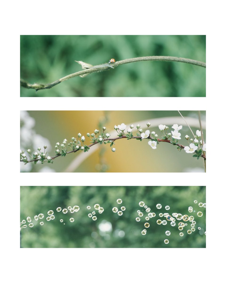 Q (@q_photograph) on Twitter photo 