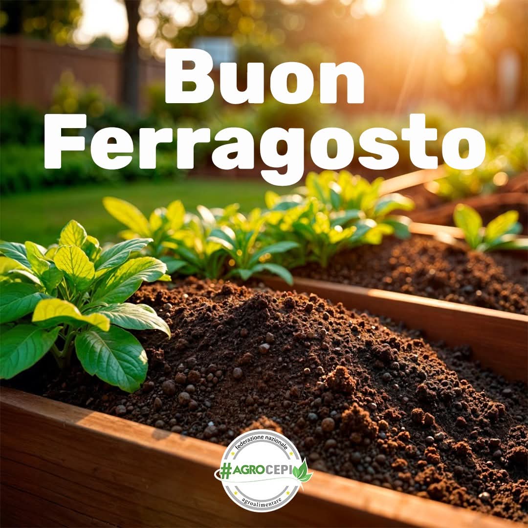 🌞 Buon Ferragosto da Agrocepi! 🇮🇹
Un pensiero speciale a tutti gli agricoltori che ogni giorno coltivano con passione il cuore dell’agroalimentare italiano 

#Agrocepi #Ferragosto #MadeInItaly #Agroalimentare #Agricoltura