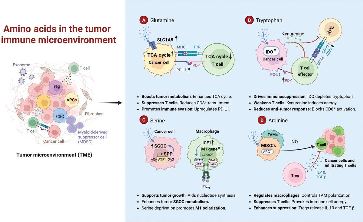 In a new review published in Cancer Biology &amp; Medicine, scientists from Tongji University Cancer Center explored how amino acid metabolism governs the intricate dialogue between cancer cells and immune defenses.
#TME #aminoacid
Details: doi.org/10.20892/j.iss…