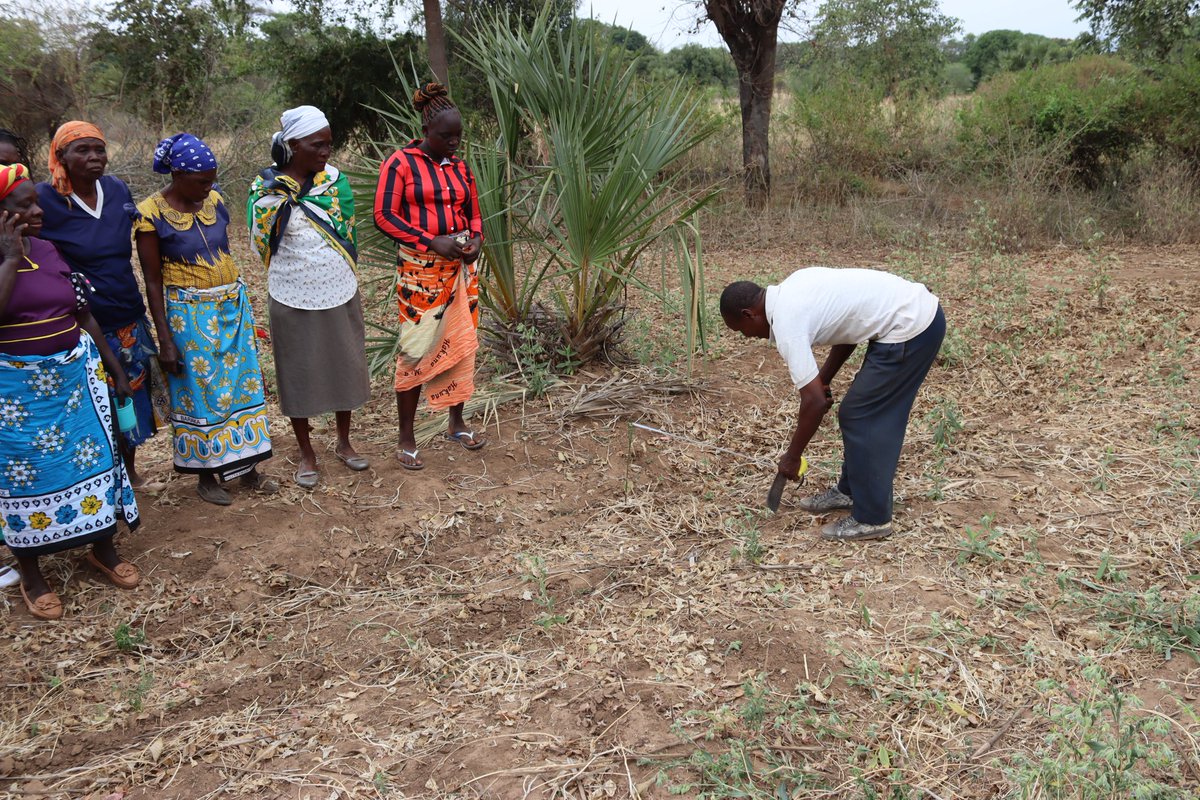 A smart farmer plans early! 🌱
In Turima, Marimanti Ward, NCCK &amp; trainer Benson Musyoka equipped 17 Gatethia Women’s Group members with skills in crop residue use, soil fertility, and water conservation. #CHAN2024 #StarsAreWinning <a href="/Foodgrains/">Canadian Foodgrains Bank</a>