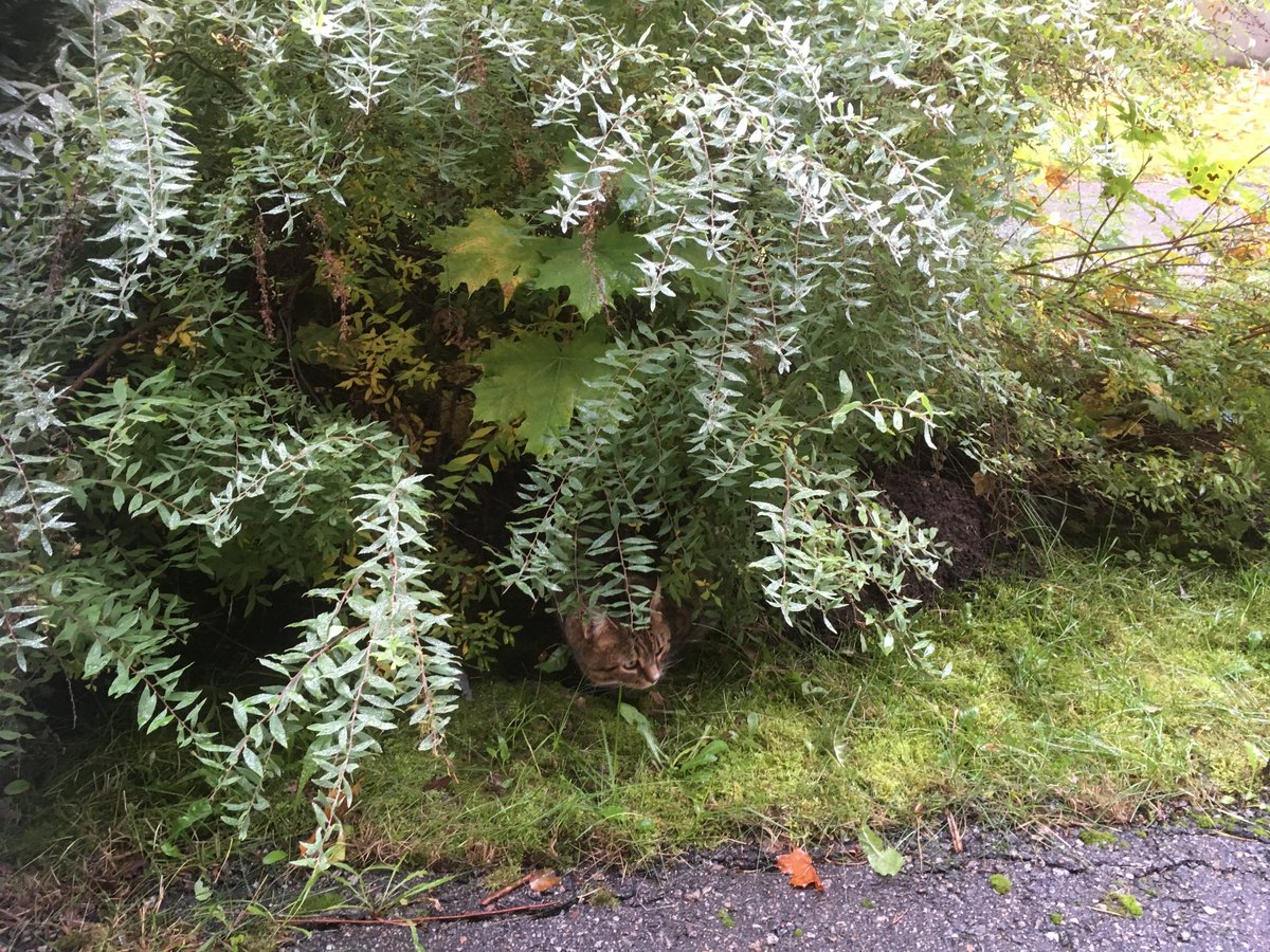 My #HedgewatchforPickett who is watching 🌈 hedges with us🩷🐾 -Alma🌈