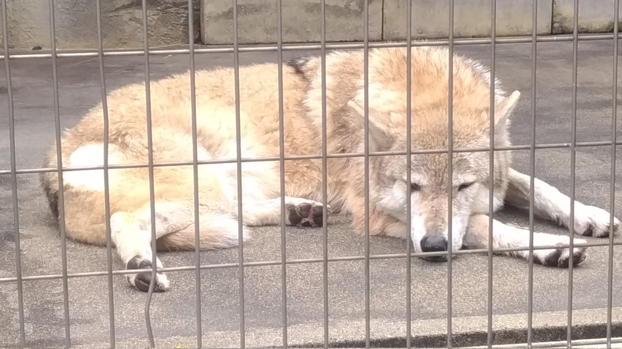 黒鹿毛 🐶🦊🐾 on X: 