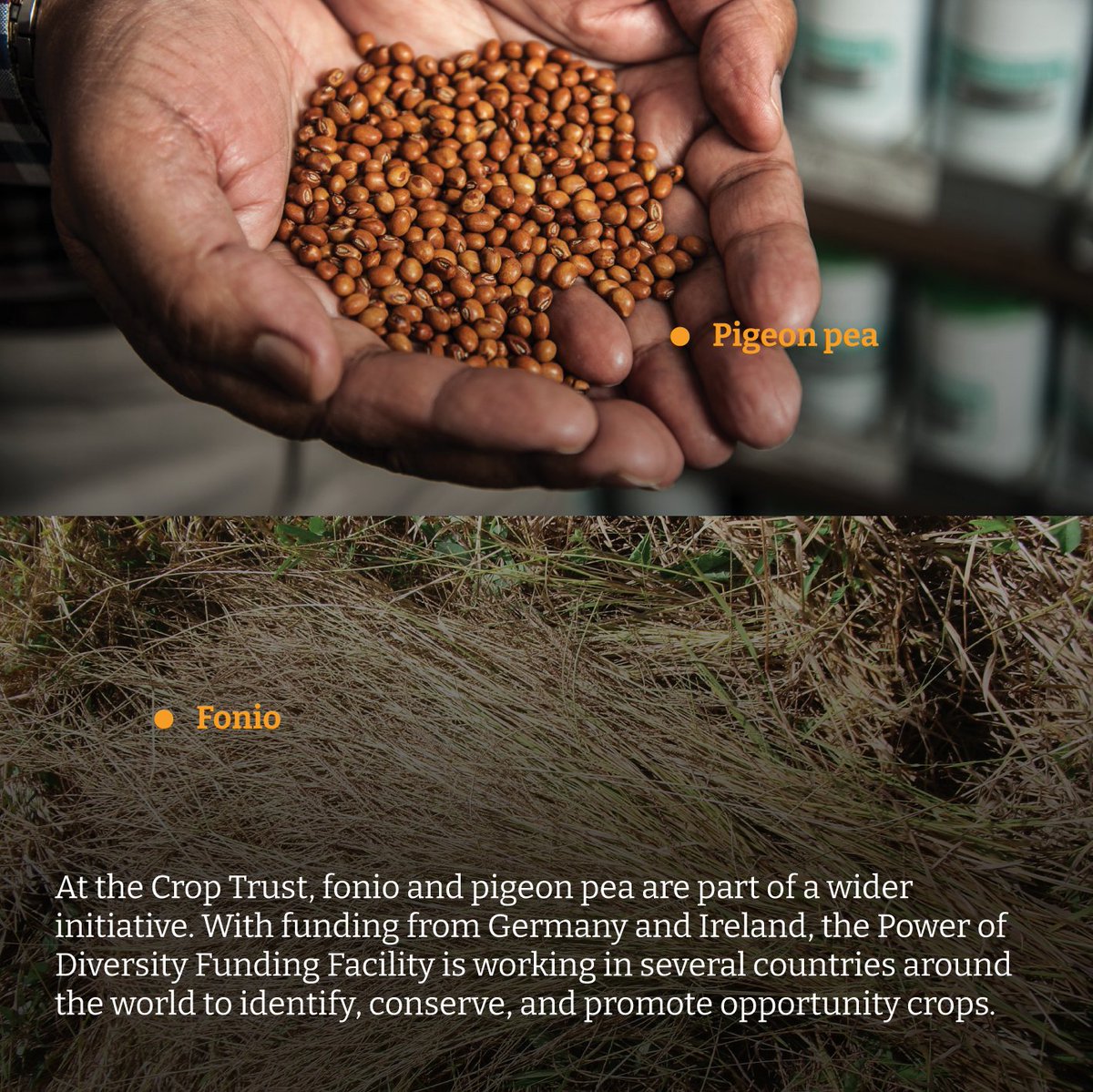 The Crop Trust (@croptrust) on Twitter photo How can Nigeria boost nutrition & food security? 🌱
The Crop Trust’s #PowerOfDiversity event spotlighted #OpportunityCrops - plants with huge potential to transform agriculture.
Find out which two crops could lead the way ➡️ tinyurl.com/bd76hths
<a href="/nacgrab/">NACGRAB</a> <a href="/BiovIntCIAT_eng/">Alliance of Bioversity International and CIAT</a> How can Nigeria boost nutrition & food security? 🌱
The Crop Trust’s #PowerOfDiversity event spotlighted #OpportunityCrops - plants with huge potential to transform agriculture.
Find out which two crops could lead the way ➡️ tinyurl.com/bd76hths
<a href="/nacgrab/">NACGRAB</a> <a href="/BiovIntCIAT_eng/">Alliance of Bioversity International and CIAT</a>