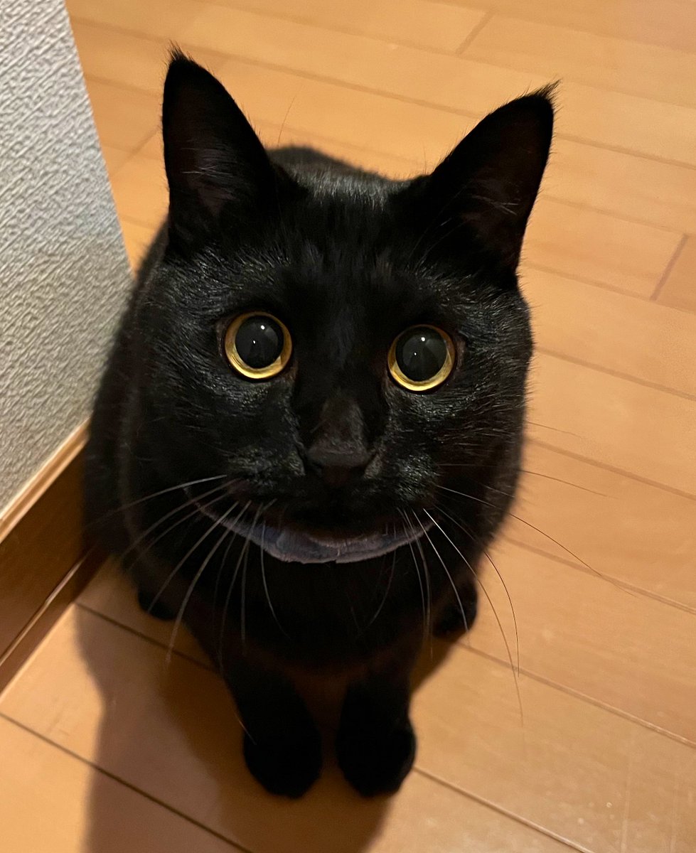 お利口さんで待ってたよ。

#黒猫