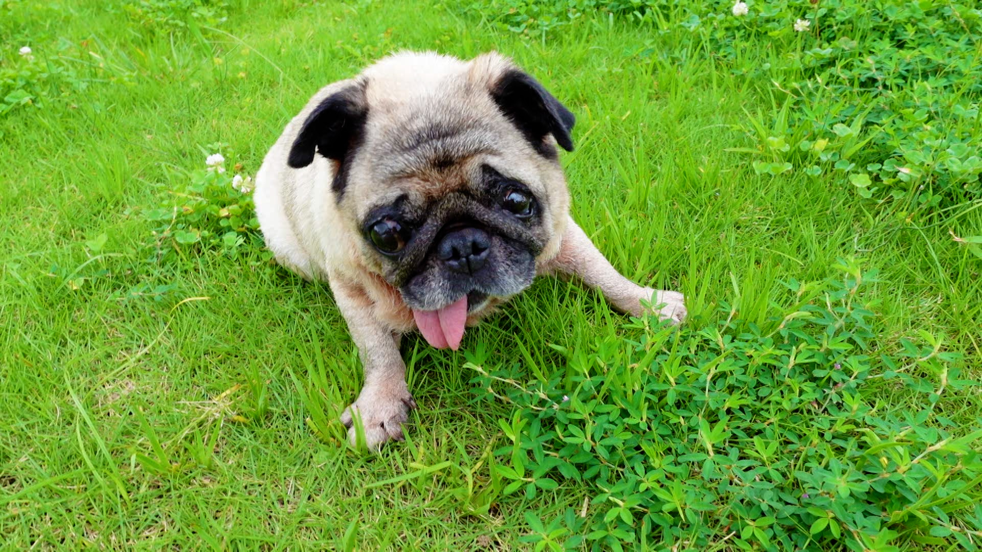 パグぞう 坂上忍の兄弟たちと暮らすパグゾウの自由すぎる生活 - YouTube