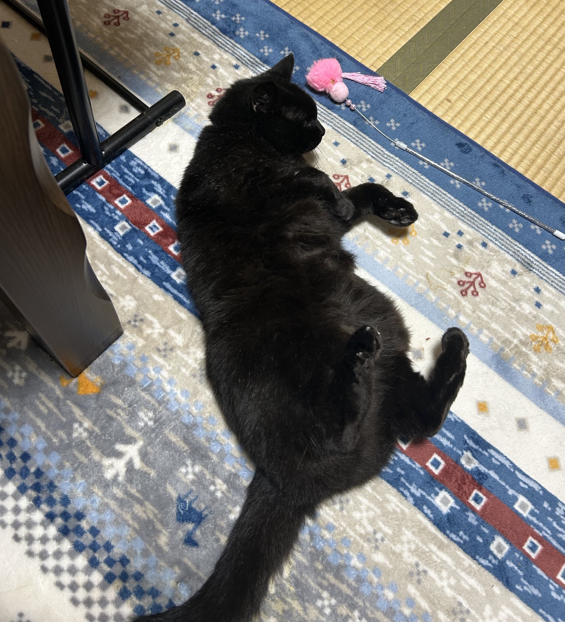 猫の写真 猫の写真