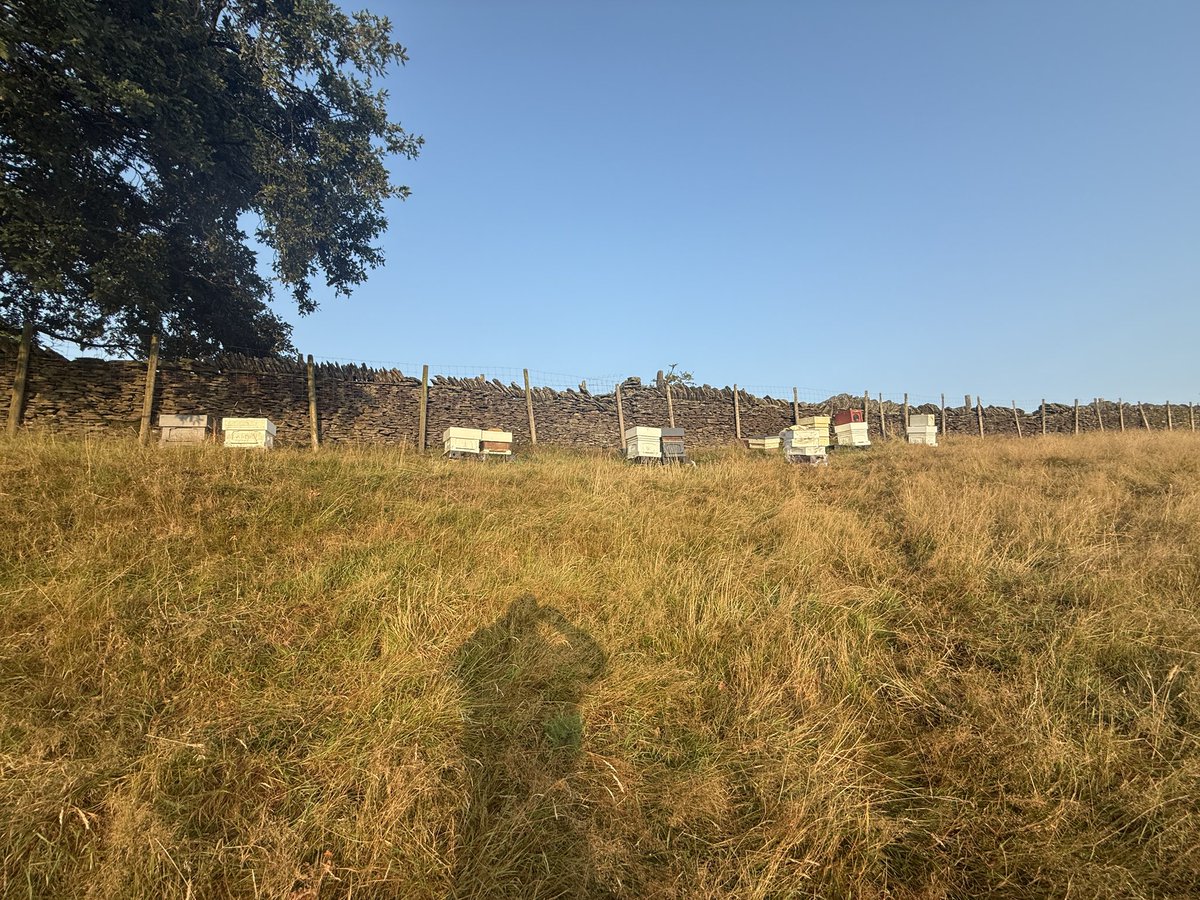 TylaGlasBees's tweet image. 🐝🌅 Early morning at our Trefforest apiary—adding supers to the hives before work begins.

Freshly extracted frames still wet with honey encouraged the bees straight up into the boxes. No hesitation. Just instinct.

#TylaGlasBees #WelshHoney #BeekeepingLife #TrefforestApiary