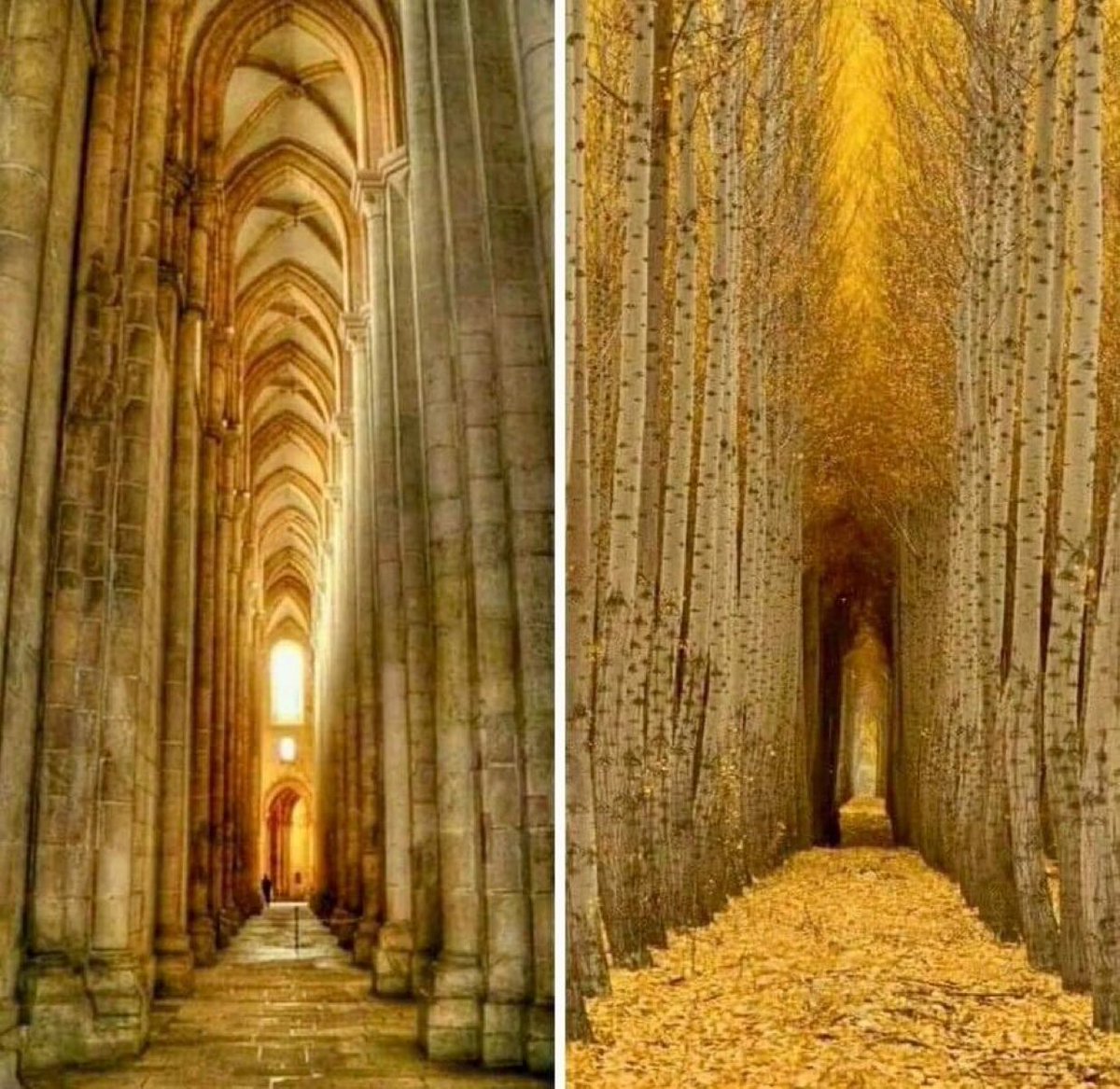 Nave central de la Catedral de Alcobaça en Portugal Vs Los altos álamos de Colorado, EE.UU.