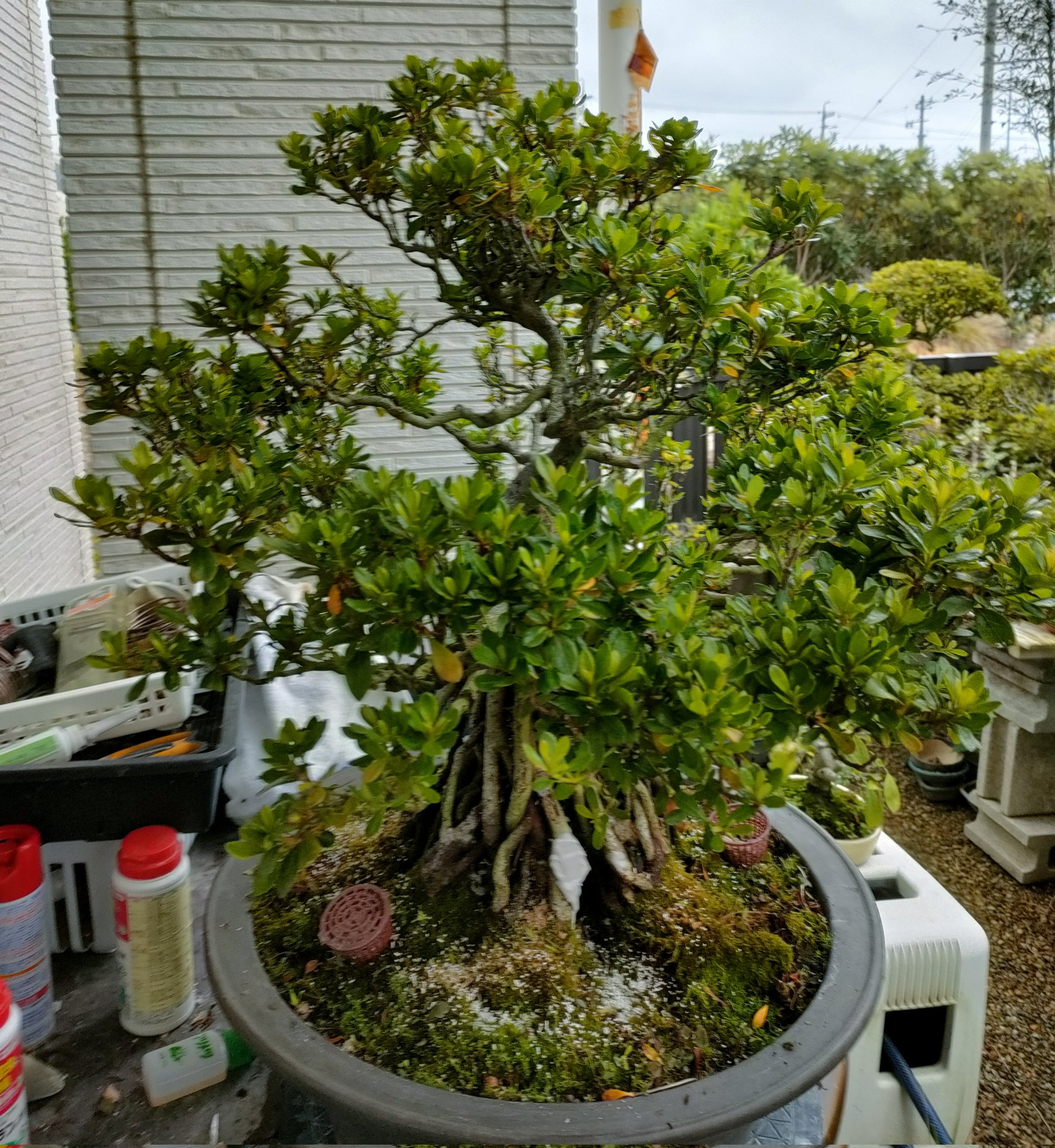 遺品整理◼️蔵から出て来た、超可愛い縁起の良い梅の木の徳利、作家物、茶道具？ 遺品整理◼️蔵から出て来た、超可愛い縁起の良い梅の