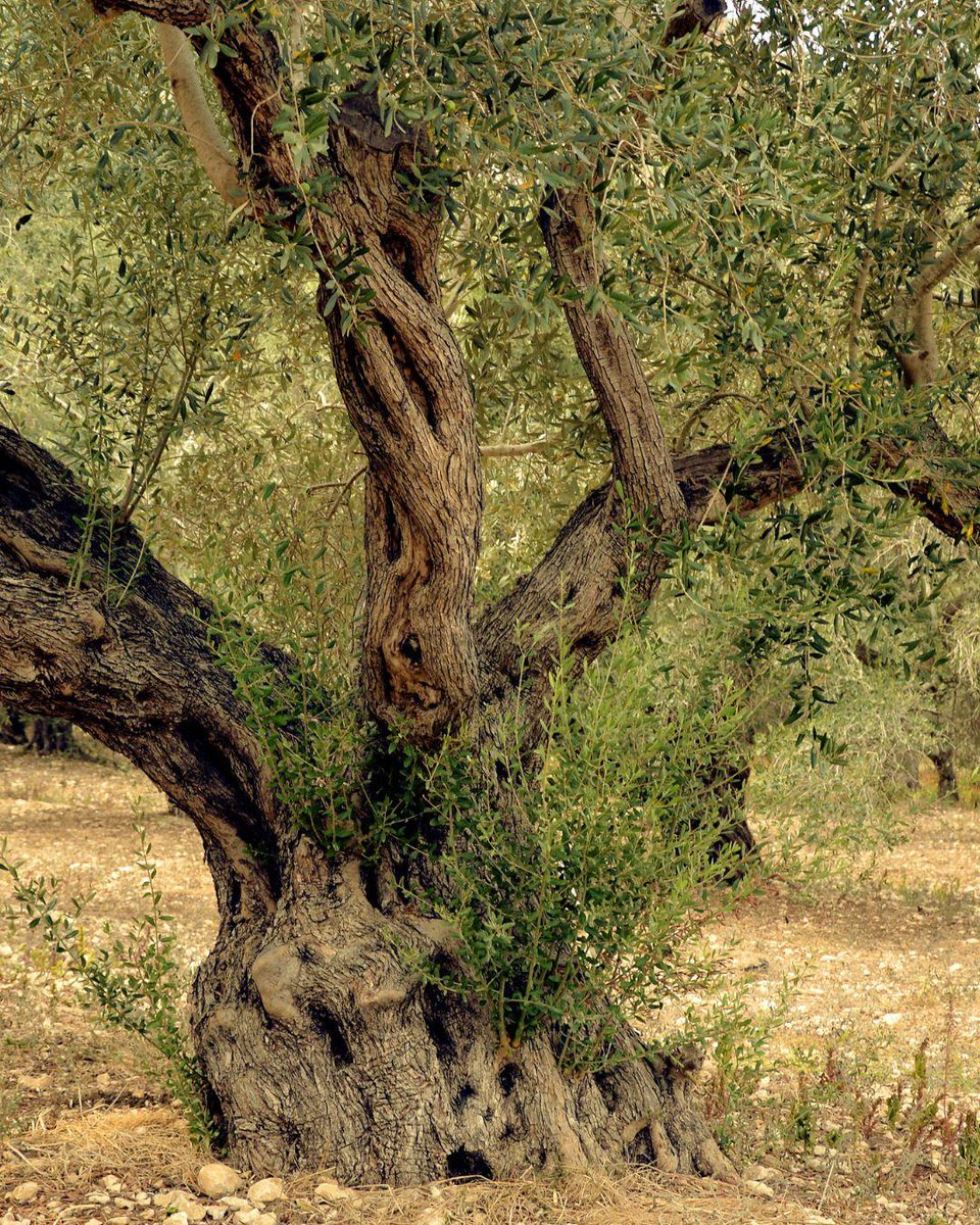 Da millenni, l’extravergine è parte integrante della cultura mediterranea. 

È presente in testi antichi, rituali religiosi e nelle usanze locali, testimoniando un legame profondo con il territorio.