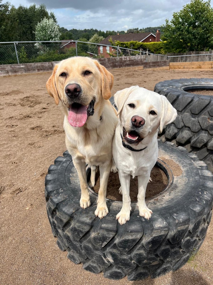 Happy Friday, Happy Doggos!

Dogs in Training Apollo and Bonnie here to brighten up your scrolling experience with their cuteness and wishing you a happy Friday

Be sure to leave a comment for them!

#ChangingLives