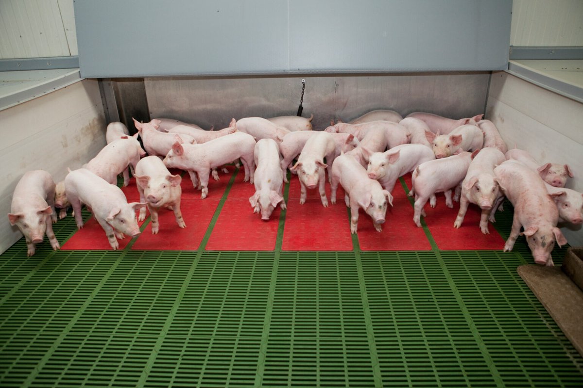 PigProgress.net (@pigprogress) on Twitter photo ๐๐ฟ๐ถ๐๐ต ๐ฝ๐ถ๐ด ๐ถ๐ป๐ฑ๐๐๐๐ฟ๐ ๐๐ต๐ผ๐๐ ๐๐ถ๐ด๐ป๐ ๐ผ๐ณ ๐ฟ๐ฒ๐ฐ๐ผ๐๐ฒ๐ฟ๐
Irelandโs pig industry is on the mend: slaughter volumes in H1 2025 rose by 6.4%. Prices peaked at โฌ2.26/kg in June and remain stable. Optimism is back! pigprogress.net/market-trends-โฆ ๐๐ฟ๐ถ๐๐ต ๐ฝ๐ถ๐ด ๐ถ๐ป๐ฑ๐๐๐๐ฟ๐ ๐๐ต๐ผ๐๐ ๐๐ถ๐ด๐ป๐ ๐ผ๐ณ ๐ฟ๐ฒ๐ฐ๐ผ๐๐ฒ๐ฟ๐
Irelandโs pig industry is on the mend: slaughter volumes in H1 2025 rose by 6.4%. Prices peaked at โฌ2.26/kg in June and remain stable. Optimism is back! pigprogress.net/market-trends-โฆ