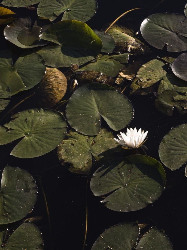 𝒆𝒍𝒍𝒆𝒏 tweet media