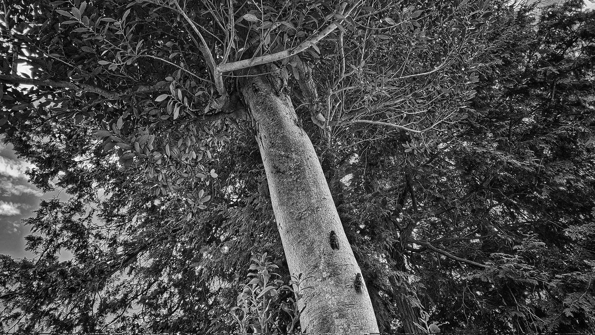 Anniversary of the war’s end.
Obon.
At the family grave.
A tree where cicadas rest.
As many as six of them are clinging to it.
I wonder if it tastes good?