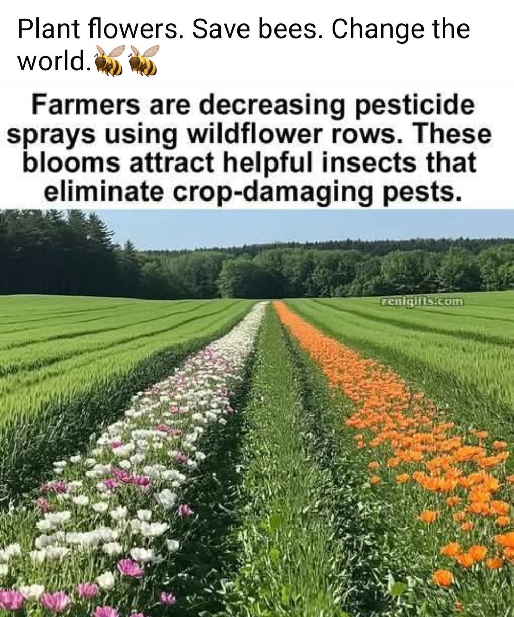 🐝 🌻 🪻 🌹 🌿 🐝

Help change the world by simple acts - like planting flowers, to help save our precious pollinating bees &amp; wasps &amp; butterflies

They particularly love:

Sunflowers, Roses, Zinnias, Dahlias, Bee Balm, herbs &amp; Lavender &amp; wild flowers.

This is great news! 🤗💕 ⤵️