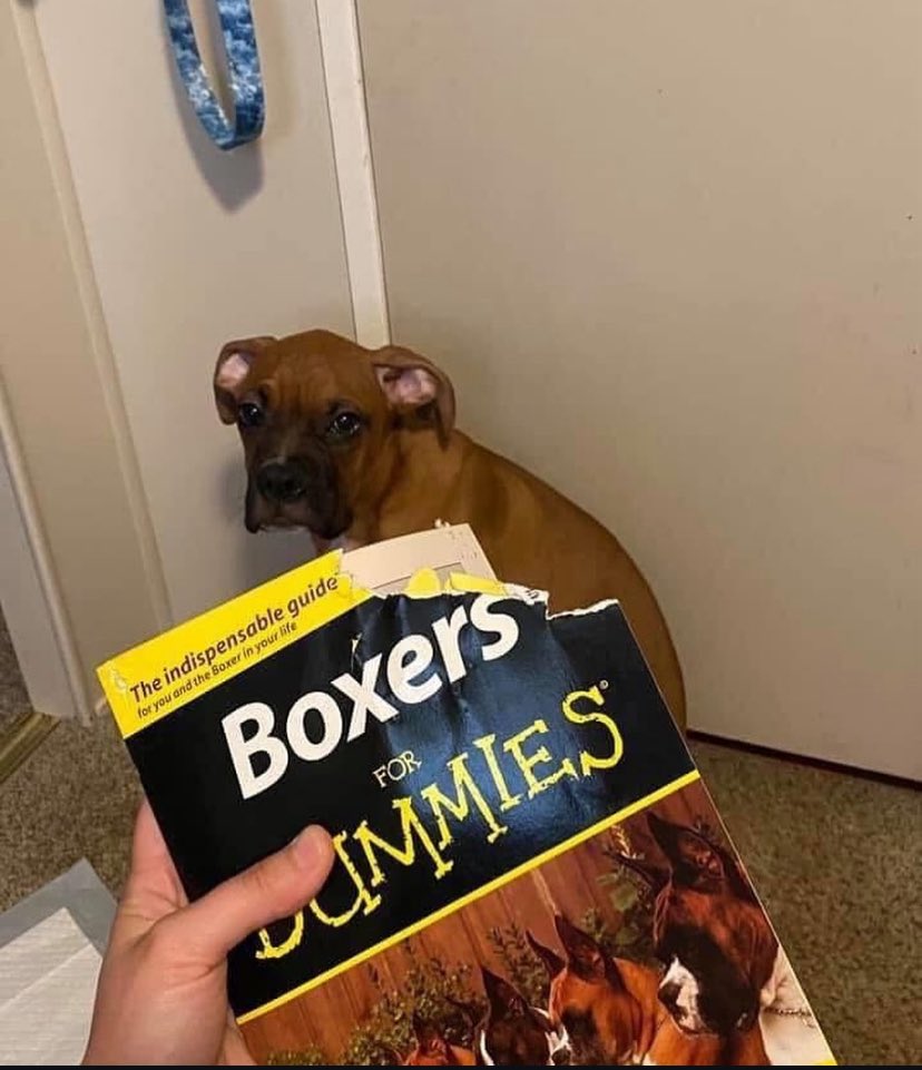 boxer_sacha's tweet image. #BoxerDog