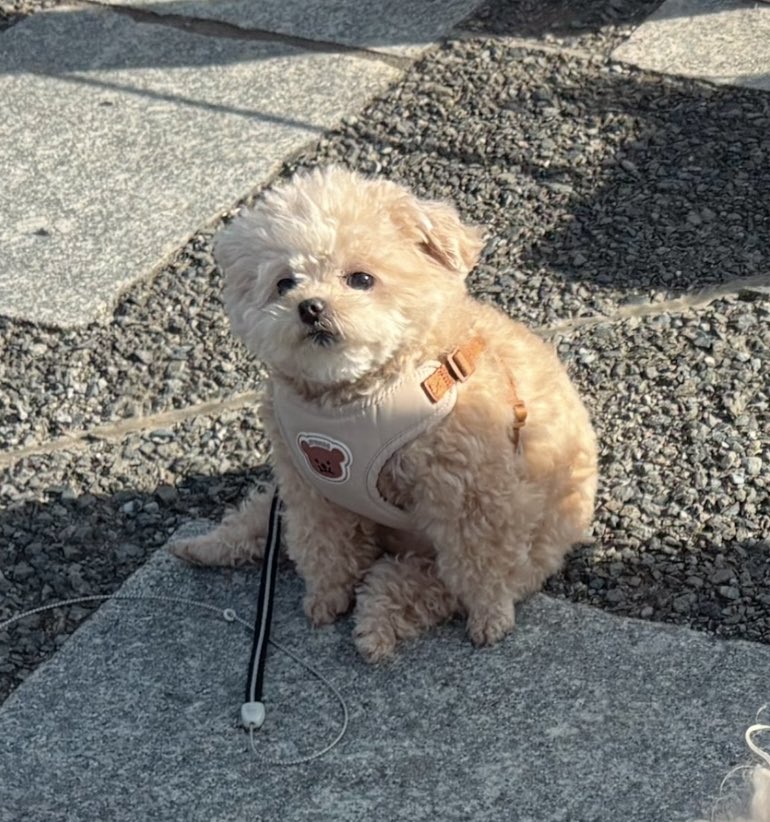帰りは運んでと申しております🧸

#ポメプー