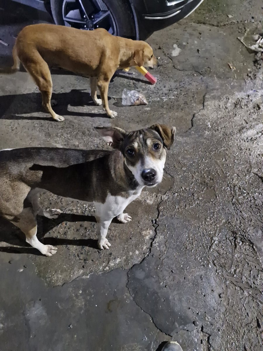 Nnanda77's tweet photo. #SaveDelhiNCRDogs https://t.co/SHKs8BUci6