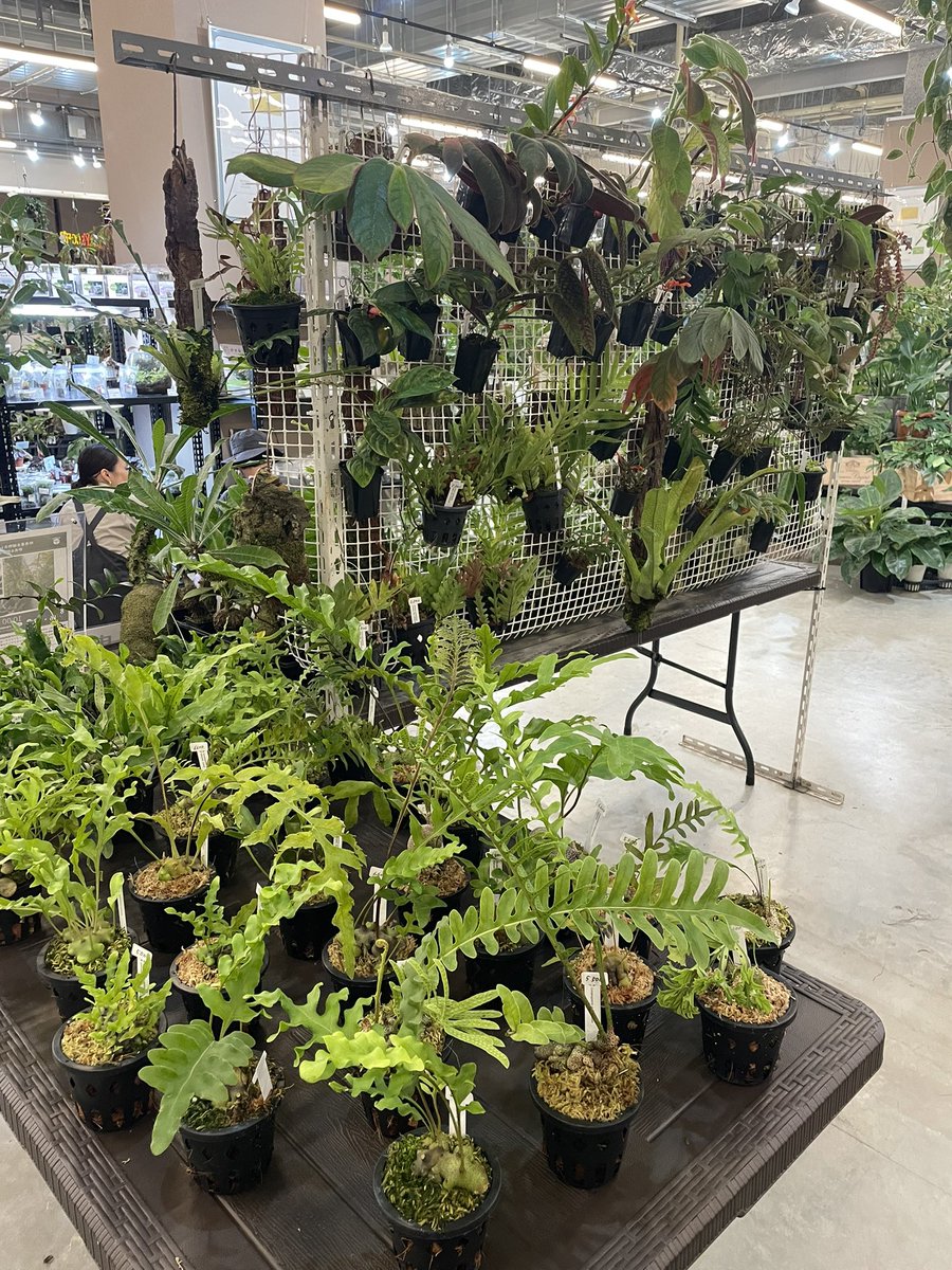 その他観葉植物 user_1242a77b 観葉植物 マングーカズラ 10号 木柱 プラスチック鉢 | 観葉植物