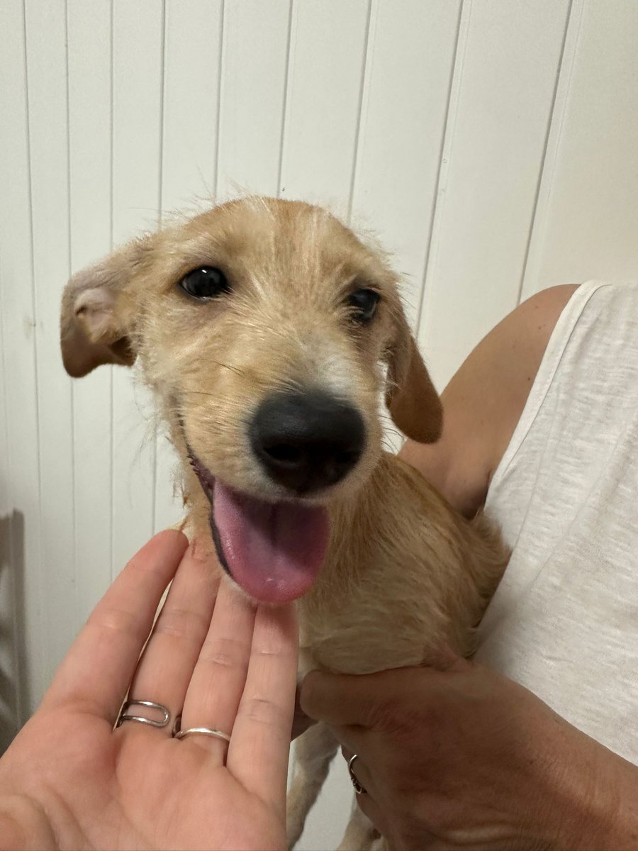 AMIacogemos's tweet photo. 🔴🔴🔴 Esta #podenca de unos 3️⃣ meses, de tamaño previsible mediano, ha sido encontrada en una carretera de #Coín.
Necesita #acogida hasta encontrarle una familia de forever.
Si puedes acogerla, envía un 📧 con tu 📞 a acogidasmalakitas@gmail.com
Acoge‼️
Ayúdanos a salvar vidas‼️ https://t.co/sYC7Qd52bz