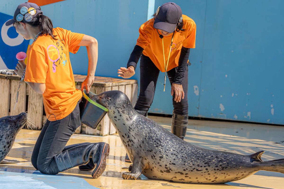 #東武動物公園 
#ゴマフアザラシ 
#1日1もちもち