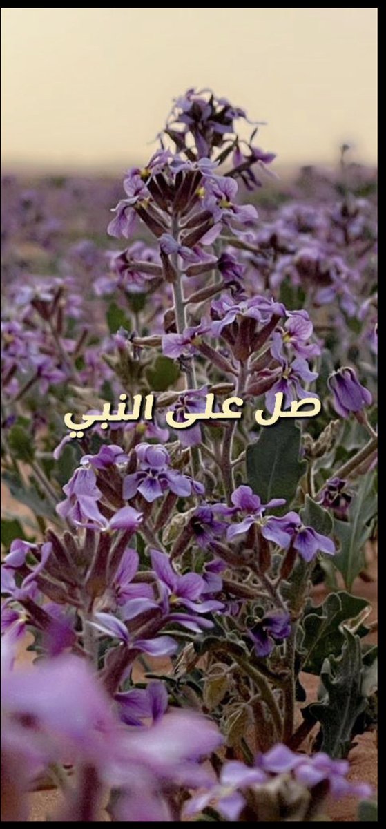 شبيب السبيعي (@sfs9870) on Twitter photo  شبيب السبيعي (@sfs9870) on Twitter photo