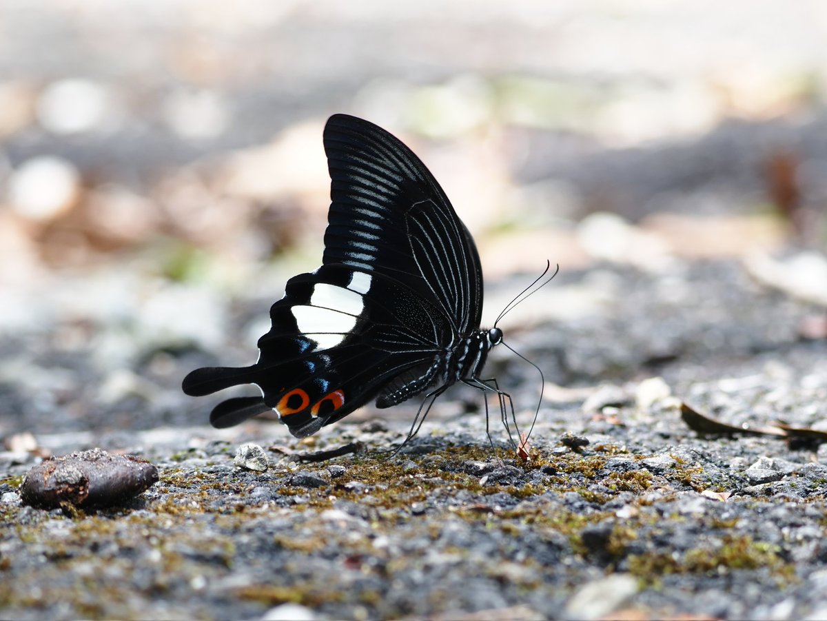 Papilio iswara ~