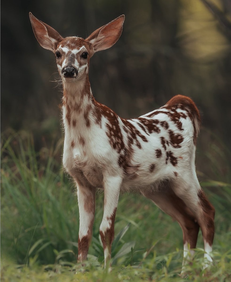 CocchiDeer tweet media