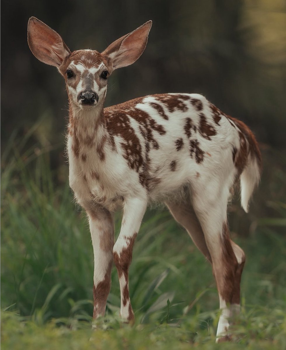 This cow looks very cool