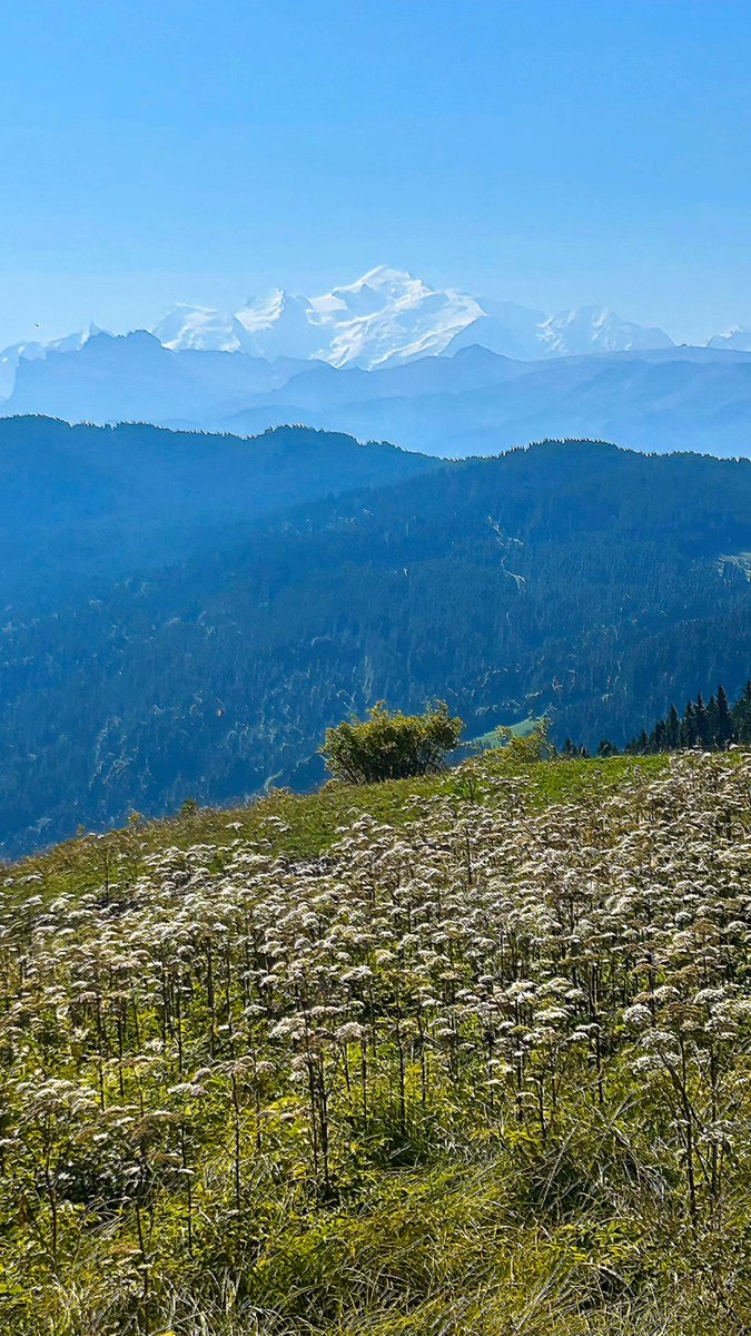 Ascension du Mont Chéry ce matin, face au #MontBlanc… Magique ! 🤩⛰️😎 
#Morzine #HauteSavoie  

#MonCoinDeFrance 🇫🇷, par Christel.