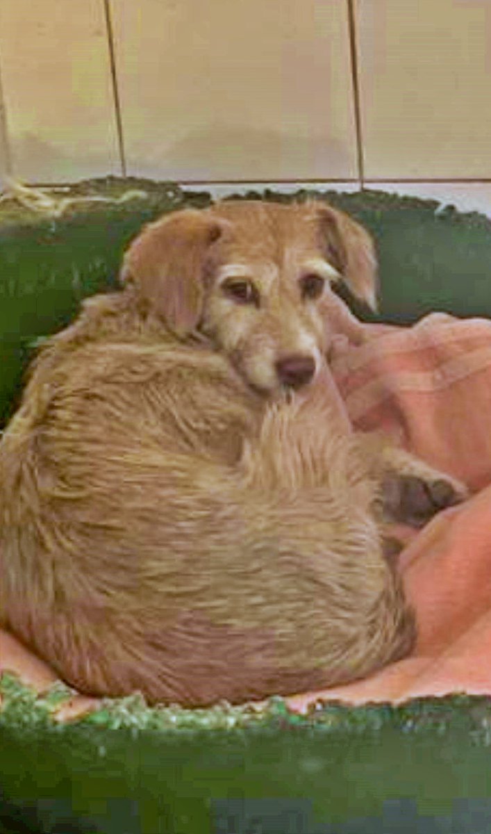 SosAbuelos1's tweet photo. #Salamanca
#YAMINA tiene 8 años. Aunque tímida, es una perrita increíblemente dulce, sociable con otros perr@s.
Pasea bien con correa, aunque en lugares ruidosos o desconocidos todavía le cuesta un poquito. Por ahora, no debe soltarse debido a su naturaleza miedosa.
Que necesita Yamina??
* Un hogar tranquilo, preferiblemente con otro perro equilibrado que le ayude a ganar confianza.
* Una familia con paciencia que le enseñe lo maravilloso que puede ser el mundo.
Busca acogida indefinida en Salamanca o mejor adopción.
Contacto; protectorafundacionluna@gmail.com